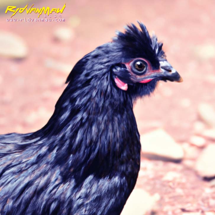 Ayam Cemani