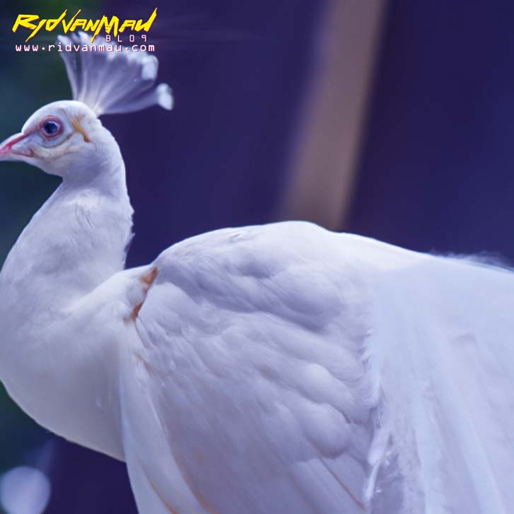 Merak Putih (White Peacocks)