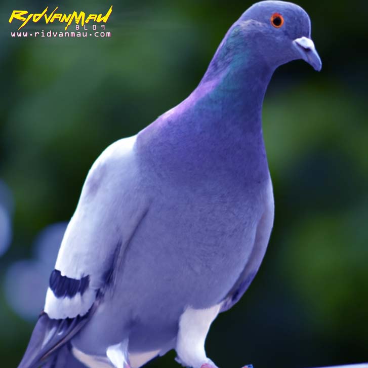 Merpati Balap (Racing Pigeon)