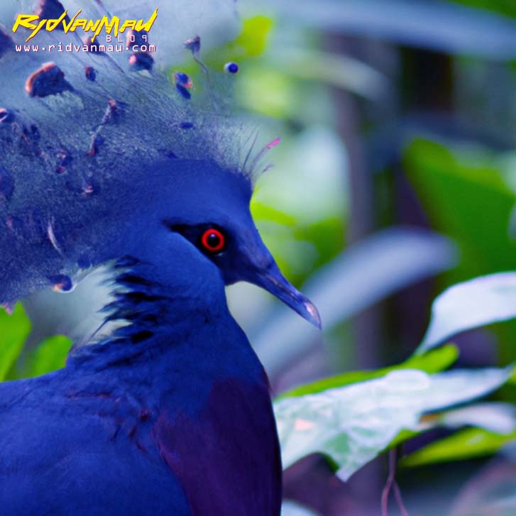 Victoria Crowned Pigeon